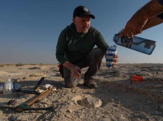 D. Nicholas Pinson during field work at the Al Mashabiya fossil site in southwest Qatar (Claire Fisler - Smithsonian Institution)